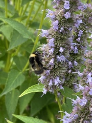 Bombus pratorum