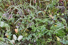 Geranium pseudosibiricum