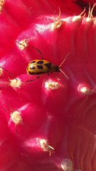 Diabroticina