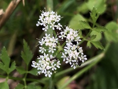 Oenanthe javanica