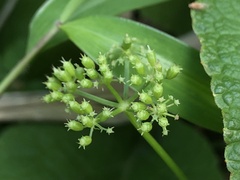 Oenanthe javanica
