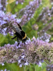 Bombus vestalis