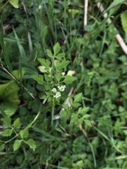 Oenanthe javanica