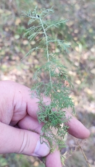 Artemisia pontica