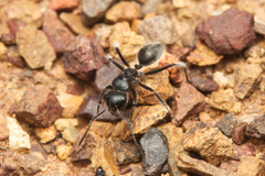 Calomyrmex albopilosus