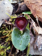 Corybas recurvus