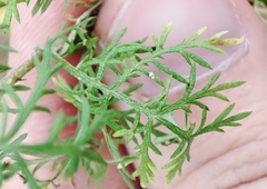 Artemisia pontica