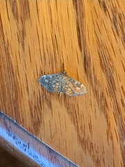 Herpetogramma thestealis