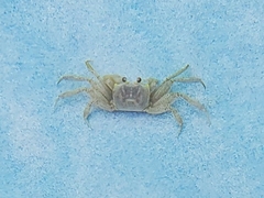 Ocypode quadrata