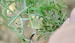 Artemisia pontica