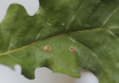 Neuroterus numismalis