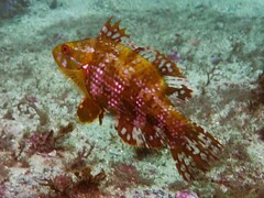 Heteroscarus acroptilus