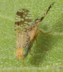 Neotephritis finalis