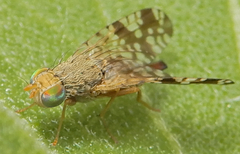 Neotephritis finalis