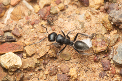 Calomyrmex albopilosus