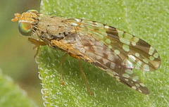 Neotephritis finalis