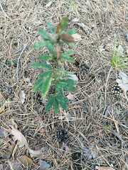 Trifolium lupinaster