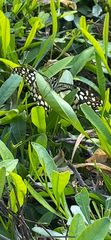 Papilio demoleus