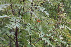Sorbus sibirica