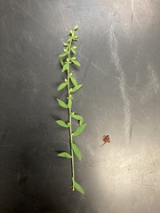 Proserpinaca palustris