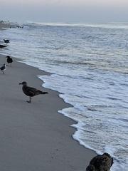 Larus argentatus