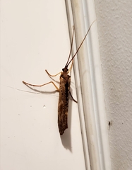 Nemotaulius hostilis