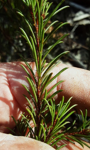 dingo creek bush-pea (Pultenaea furcata)