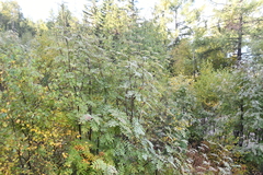 Sorbus sibirica