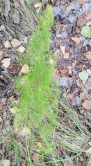 Asparagus officinalis