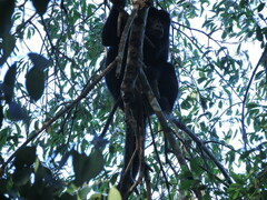 Alouatta caraya