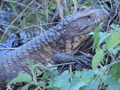 Dracaena paraguayensis