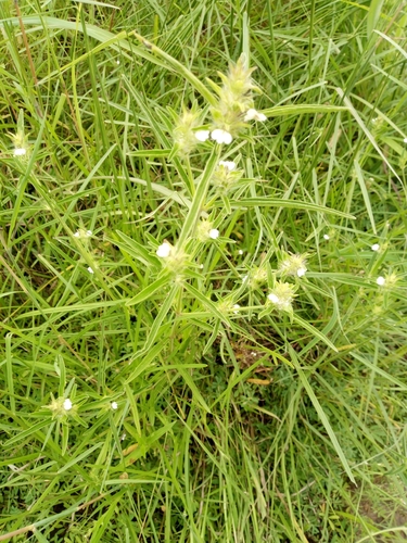 Pogonospermum ciliare image