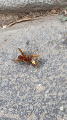 Vespa orientalis