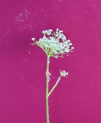Kadenia dubia