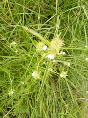 Pogonospermum ciliare image