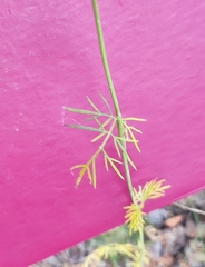 Kadenia dubia