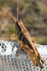 Melanoplus bispinosus
