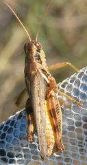 Melanoplus bispinosus