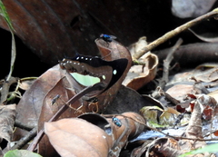 Polyura hebe plautus
