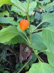 Alkekengi officinarum