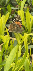 Vanessa cardui