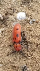 Tetraopes tetrophthalmus