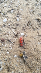 Tetraopes tetrophthalmus