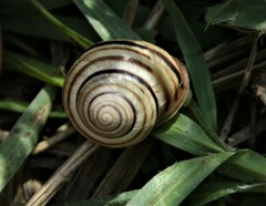 Caucasotachea vindobonensis