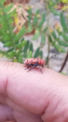 Tetraopes tetrophthalmus