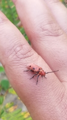 Tetraopes tetrophthalmus