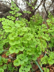 Adiantum chilense