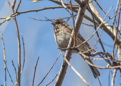 Emberiza leucocephalos