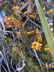 Dillwynia retorta
