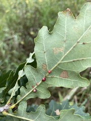 Neuroterus anthracinus